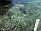 A stingray off the coast