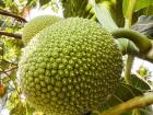 A green, spiky soursop fruit.