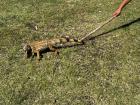 A student poking the iguana with a stick. 