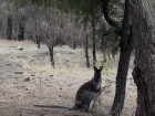 A wild wallaby on a trail near Hobart, who hopped away after posing for a photo!