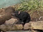 A Tasmanian Devil at Bonorong Wildlife Sanctuary