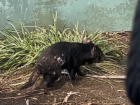 Tassie devil at the wildlife sanctuary--notice how thick its tail is!