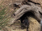 Tassie devil in its burrow at the wildlife sanctuary