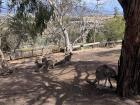 This is the 'roo range! This is where all the kangaroos of the sanctuary live.