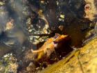 A starfish in a tidepool in southern Tasmania