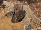 This echidna lives at the sanctuary because she only has 3 legs 