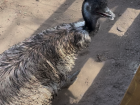 An emu at the sanctuary!