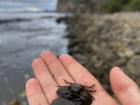 This crab lives right next to a penguin colony!