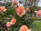 Beautiful orange roses from the rose gardens
