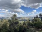 Overlooking lush hills at Dibeen Forest Reserve (northern Jordan)