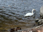 Two nutrias playing with a swan