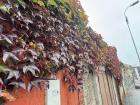 More ivy on the side of a building