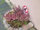 A patch of Scottish Heather on the sidewalk near the school I teach at