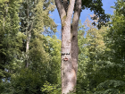 These trees are so cool! Maybe you can do something like this, too!