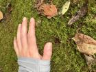 Touch things in the forest! I love moss because of it's cool texture