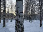 Why do birch trees have white bark?