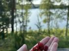 I picked wild strawberries in the Finnish forest this past Summer!