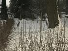 Can you spot two brown hares in the snow?