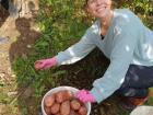 I helped harvest potatoes at my friend's garden plot!