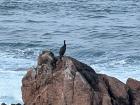 A seabird perched on a rock at La Playa Orzan, one of the beaches in A Coruna