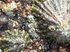 Small barnacles growing on a seashell at Orzan