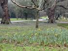 I went for a daffodil walk in the park and tried to spot all the patches of flowers sprouting.