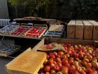 Looking for some yummy apples to make apple cider!