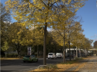 The sign of fall: yellow leaves!