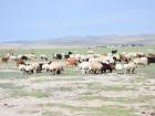 A herd is slowly grazing its way along the steppe