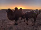 A bactrian camel in the Gobi 