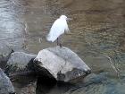 I saw an egret at the Changgyecheon River (I even saw one eating a fish!)