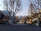 The main walkway of my school, Yonsei University