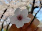 This is a cherry blossom flower that I found off the ground- at one point, all the sidewalks and streets were filled with cherry blossom petals. 