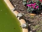 A family of turtles soaking in the sun at the park
