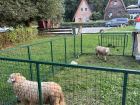 Sheep are very common in Slovakia, especially in the mountains!