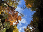 A photo of the blue sky and changing leaves that I took while hiking in Slovak Paradise National Park