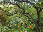 The garden is covered in orange polka dots, with kumquats and mandarins scattered everywhere, looking beautiful against the green trees and grass