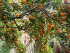 The mandarin tree! There are so many mandarins on each of the trees, it'd be impossible to eat them all.