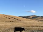 Arkhangai, Mongolia has a lot of grasslands, which this cow is happily grazing on