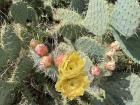 Have you ever seen a cactus bloom?