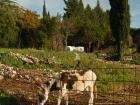 I saw a white and brown spotted donkey while visiting a peninsula near Dubrovnik!