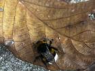 Check out this giant bumblebee!