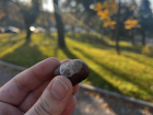 These chestnuts can be found all over the ground in fall!