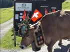 Cows at the Alpabzuge wearing their celebratory outfits and sporting Swiss flags!