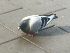 A fluffy Luxembourgish pigeon