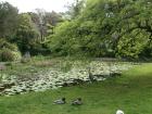 Three different kinds of birds standing around the water at the National Botanic Gardens of Ireland