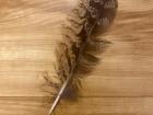 Feather of a Eurasian eagle-owl, which is a type of bird commonly used in falconry shows
