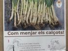 This is a graphic that I found at a local grocery store explaining how to eat calçots, the text is all in Catalan, but the pictures are very helpful