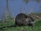 A river rat (called a nutria) in the Yvette