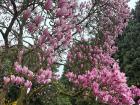 A blooming magnolia tree on my university campus